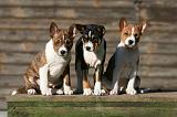 BASENJI 162